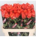ΤΡΙΑΝΤΑΦΥΛΛΑ ΠΟΡΤΟΚΑΛΙ 40εκ. ROSEN  COPACABANA 40cm